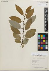 Foto von Salix padophylla Rydb.
